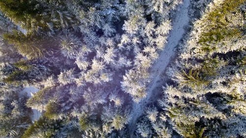 Aerial View on Top Winter Forest with Green Trees Covered with Snow