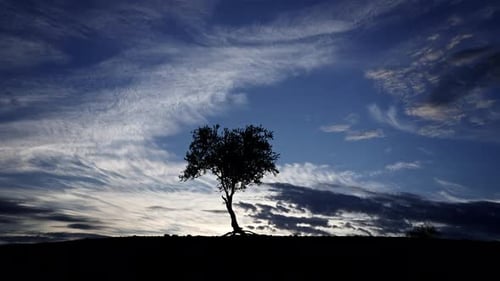 Silhouette of Tree Against Dramatic Sky at Sunset