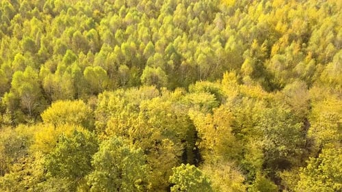 Autumn forest with bright orange and yellow leaves. Dense woods in sunny fall weather.