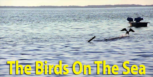 The Birds On The Sea