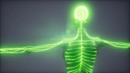 Glowing Human Brain and Central Nervous System Medical Visualization