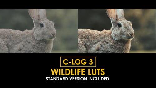C-Log3 Wildlife and Standard LUTs