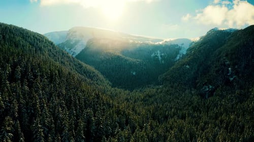Flying Backwards over Snowy Mountain with Pine Trees
