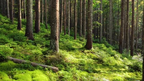 Forêt magique le matin