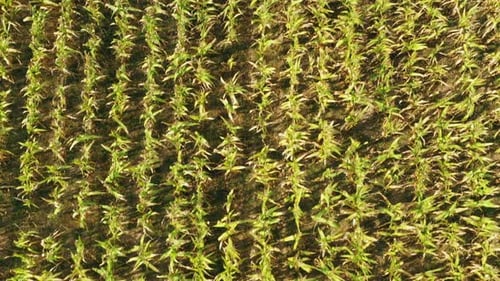 Aerial View Of Corn Maize Field Landscape