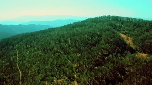 Aerial View on the Wood with Spruces