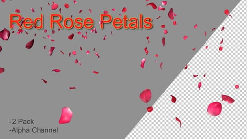 Romantic Red Rose Petals Falling Overlay with Alpha Channel