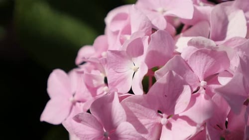 Beautiful Hydrangeaceae family Hortensia plant close-up4K 2160p 30fps UltraHD footage - Petals of