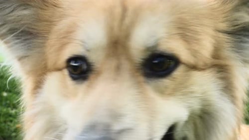 Close-up of dog in park
