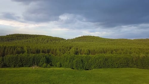 Nature de la forêt