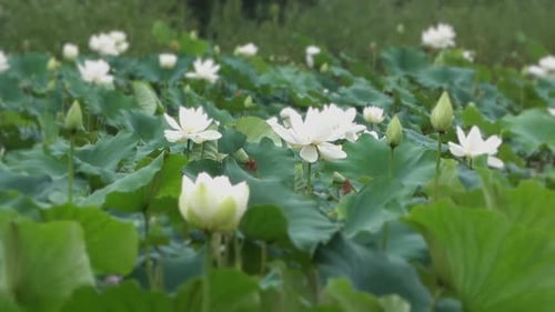 Water Lily Pond in the Daytime