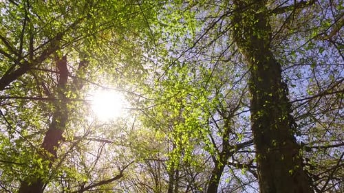 Déplacer et observer les cimes des arbres