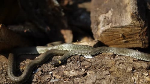 Snake