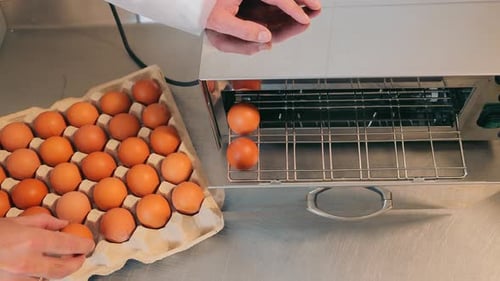 Filling Egg Cooker with Eggs in Workplace