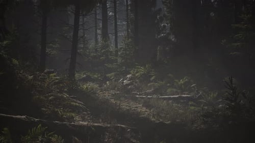 Pine and Spruce Tree Forest