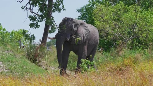 A beautiful African elephant breaking off a tree branch - close up