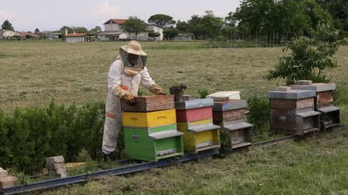 Imker arbeitet mit Bienen und Bienenstöcken