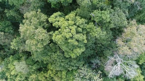 Forest Aerial View