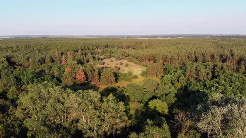 Aerial View on Pine Forest, Wood Park with Green Trees, View From Above