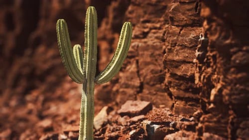 Cactus in the Arizona Desert Near Red Rock Stones