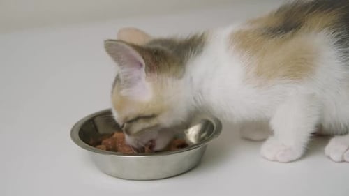 Tiny Kitten Eating from a Bowl Indoors