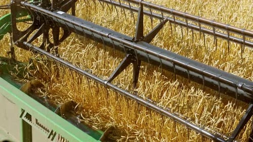 Une moissonneuse-batteuse récolte des récoltes de blé sur les terres agricoles