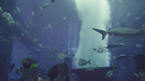 Various fish in large aquarium