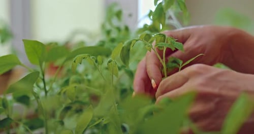 Tomatensämlinge im Gewächshaus des modernen Bio-Bauernhofs Gärtner überprüft Blätter Prores