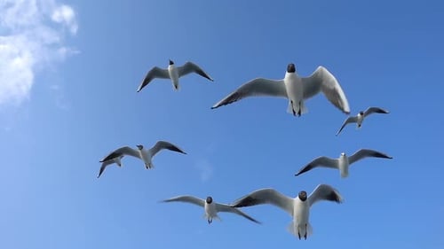 Vogeltiermöwen fliegen am klaren blauen Himmel