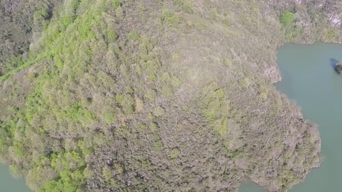 Aerial Forest and Lake