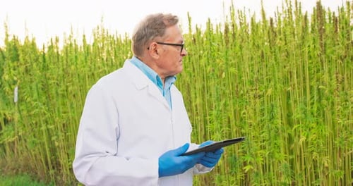 Agronomists Doing a Quality Control in a Hemp Field They are Checking Plants and Using