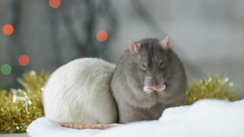 Two Cute Pet Rats with Christmas Decorations