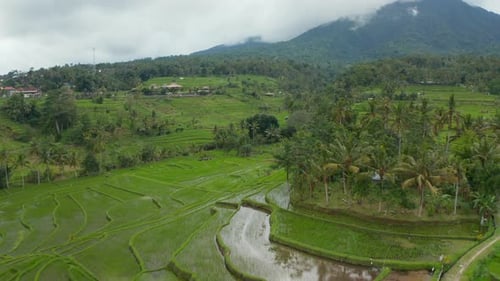 Água nas vastas plantações de arroz verde em Bali