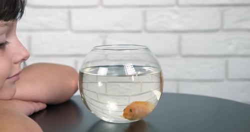 Child Observes Orange Fish in Small Glass Bowl