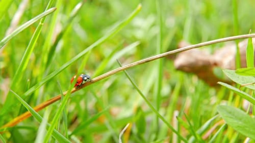 Ladybug Walking on a Grass Stem in Nature