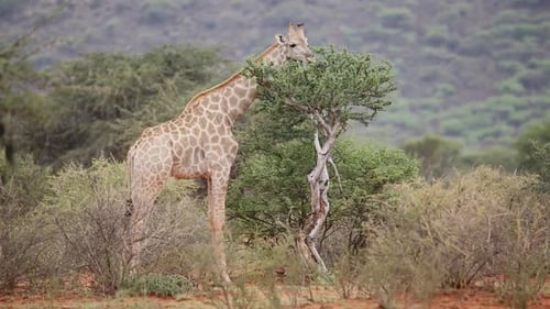 Giraffen im natürlichen Lebensraum