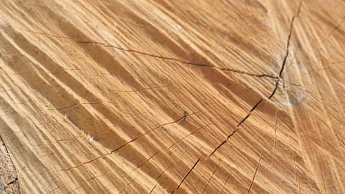 Close Up Shot of the Textures in a Log