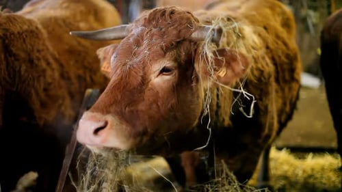 Brown Cow Eating Hay in Barn