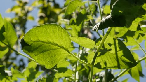 Einheimische Tomatenpflanzenblätter 4K 2160p 30fps UltraHD-Aufnahmen - Essbare Frucht Solanum lycopersicum le