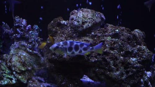 Aquarium Fish Night