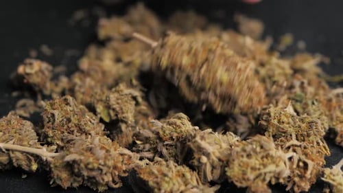 Close Up of Pile of Plant Matter