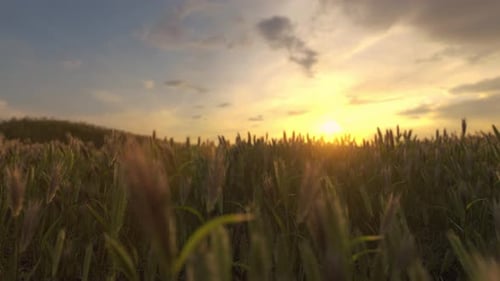 Landscape Fantastic Sunset On The Wheat Field