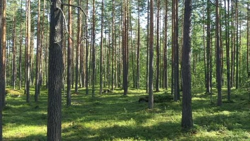Drone flight at the Pine Forest
