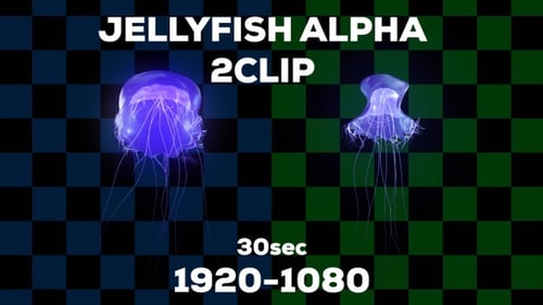 Fluid Glowing Jellyfish with Alpha Channel Animation