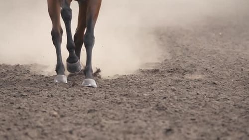 Close Up of Horse Running on Dirt Track