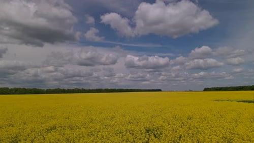 Gelbe Canola-Felddrohnen-Ansicht
