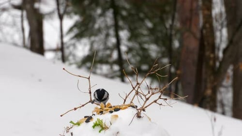 Meisenfutterspender im Wald