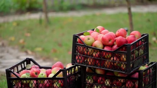 Freshly Picked Apples in Crates in Orchard