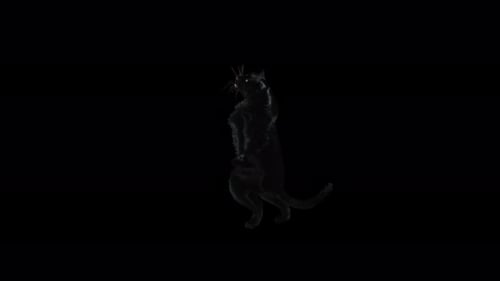 Panther Dancing 4K