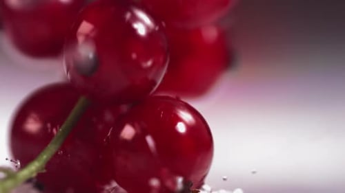 Closeup View of Falling Red Currant Berries on White Plate